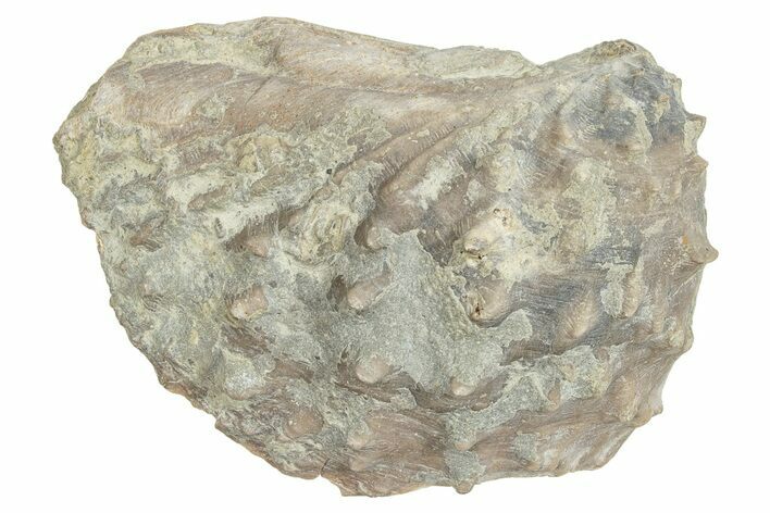 Jurassic Fossil Bivalve (Myophorella) - Portugal #244814